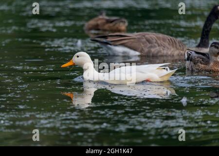 White Mallard (Anas platyrhynchos) nel parco del Wisconsin Foto Stock