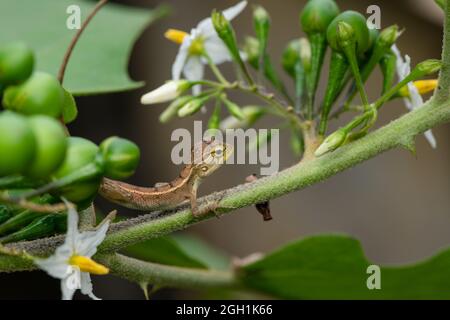 Un giardino orientale lucertola (femmina) su foglia sul giardino della casa Foto Stock