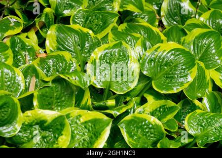 Hosta Ice Cream, centro verde scuro e margine gratuito oro-verde Foto Stock