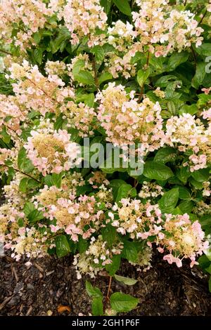 Hydrangea paniculata 'WIMS Red' giardino fiore Foto Stock
