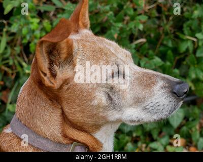 Profilo girato di un cane basenji carino in posa sullo sfondo naturale Foto Stock