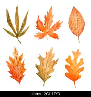 Acquerello autunno foglie set illustrazione vettoriale. Illustrazione Vettoriale