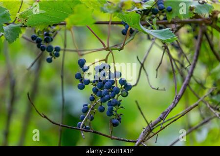 La vite selvaggia dell'uva, Vitis riparia su una banca di fiume in Wisconsin Foto Stock