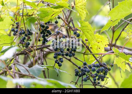 La vite selvaggia dell'uva, Vitis riparia su una banca di fiume in Wisconsin Foto Stock