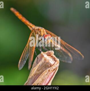 Primo piano macro dettaglio della libellula con occhi rossi Pachydiplax longipennis su pianta fusto in giardino Foto Stock