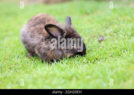 Piccolo coniglio marrone scuro giacente sull'erba. Foto Stock
