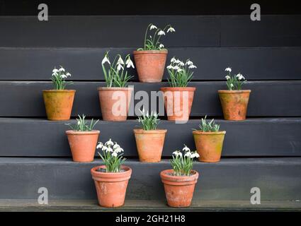 Snowdrops (galanthus) in an arrangement of terracotta flowerpots on a wooden display in a UK garden. Adding seasonal interest in winter with a garden Foto Stock