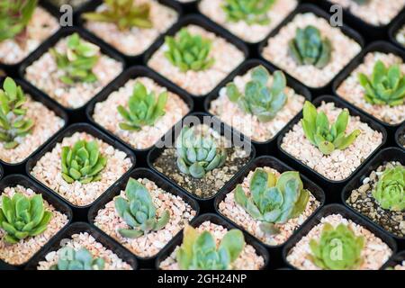 Gruppo di file di cactus di varie specie di smal in piccoli vasi di plastica. Foto Stock