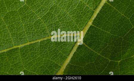 foglia d'uva macro texture sfondo verde da vicino. Foto Stock