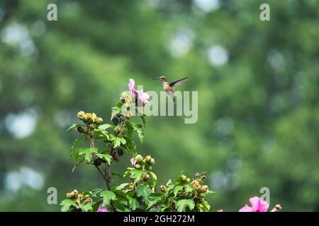 Hummingbird in Mid-Air: Un colibrì dal punto di vista rubino si libra a mezz'aria di fronte ad un fiore di ibisco in una giornata estiva Foto Stock