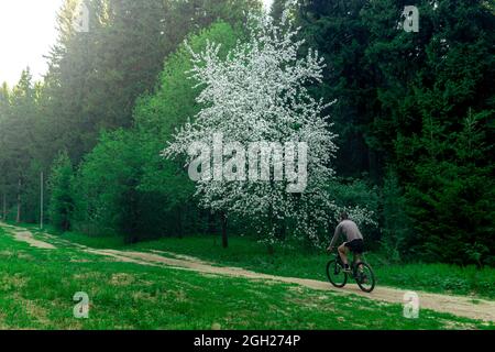 sentiero forestale accanto a un albero di mele in fiore, lungo il quale un ciclista corre la mattina presto Foto Stock