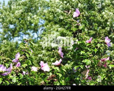 Hummingbird hovering at Flower: Un colibrì dal punto di vista del Ruby-throated si getta sul fiore superiore dell'ibisco in una giornata estiva soleggiata Foto Stock