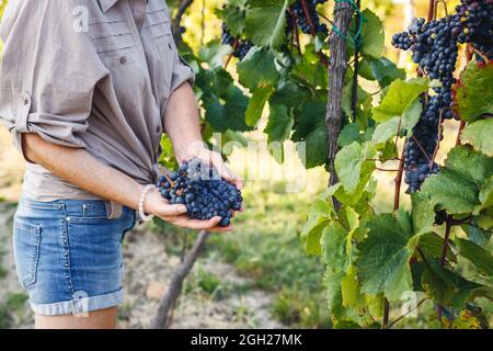 Donna vintner tiene uve rosse in vigna. Grapevine è pronta per la raccolta autunnale. Azienda vinicola concetto di agricoltura Foto Stock