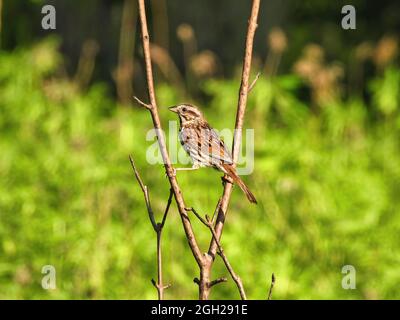 Sparrow su un ramo: Un uccello del passero a cavallo due rami piccoli nel sole di mattina presto con i fiori di prateria sullo sfondo Foto Stock