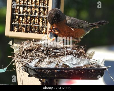 FeedingBirds in the Nest: Un uccello rapina americano nutre un uccello del bambino nel nido un verme Foto Stock