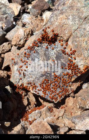 Uno sciame di coccinelle (coccinellidae) in Cipro Foto Stock