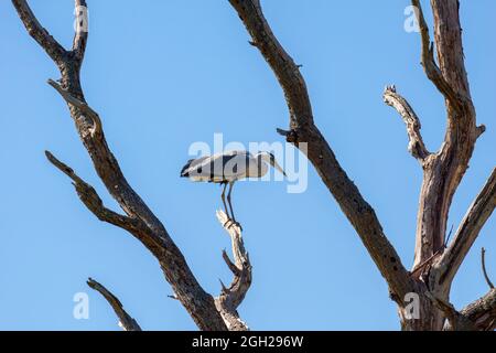 Airone cinerino (Ardea cinerea) appollaiato su un albero morto Foto Stock