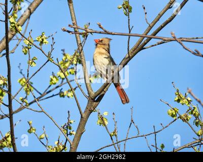 Femmina Cardinal Bird in Tree: Una femmina cardinale settentrionale arroccato su un ramo d'albero all'inizio dell'estate tra foglie in fiore Foto Stock