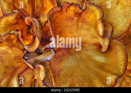 Solforosa 'Laetiporus sulfureus' che cresce su moncone di quercia vivo costiero, Texas. Foto Stock