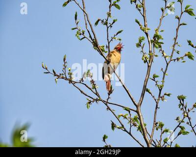 Uccello cardinale in un albero: Un uccello cardinale settentrionale femmina arroccato su un ramo tra i germogli in primavera Foto Stock