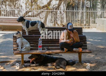 Tel Aviv, Israele - 16 agosto 2021: Una giovane donna seduta su un parco bencb con alcuni cani, in una giornata di sole. Foto Stock