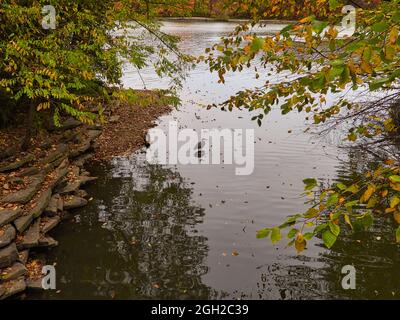 Heron in acqua: Un grande uccello di airone blu si erge in acque poco profonde del lago in una giornata di autunno con alberi pieni di foglie colorate in autunno Foto Stock