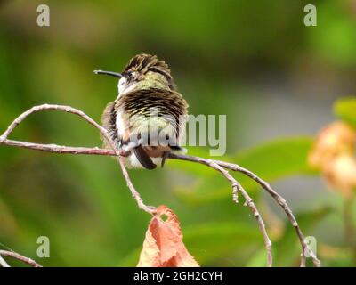 Soffiato fuori Ruby ha tirato Hummingbird seduto sul ramo dell'albero Foto Stock