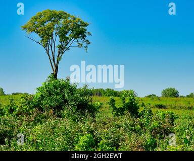 Un albero soleggiato nel mezzo di un Prairie Meadow in una bella giornata estiva in piena luce solare e luminoso cielo azzurro come un uccello Hawk dalla coda rossa si siede in un Foto Stock