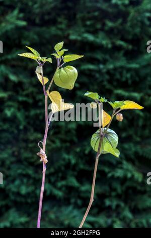 Coltivando giovani piante di tomatillo, Physalis ixocarpa. Foto Stock