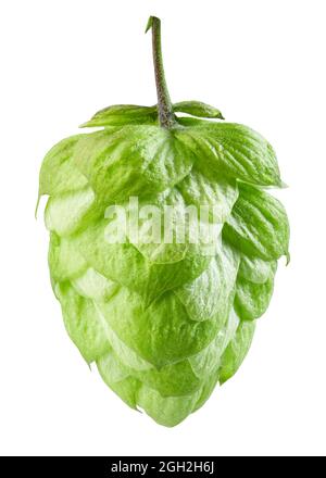 cono di piante di luppolo verde fresco isolato su sfondo bianco Foto Stock