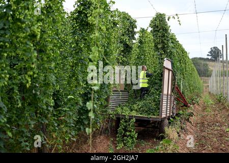 Coltivazione e raccolta di luppolo in Herefordshire Gran Bretagna Foto Stock