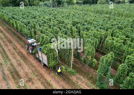 Coltivazione e raccolta di luppolo in Herefordshire Gran Bretagna Foto Stock