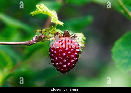 A Berry Red Berry Berry - Una bella bacche di salmone rosso al Ocean Breeze RV Resort a Ocean City, WA. Foto Stock