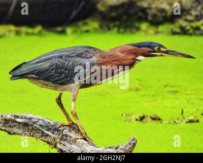 Green Heron pesca: Un uccello verde airone arroccato su un tronco morto sommerso in un anatra pesca stagno coperto Foto Stock