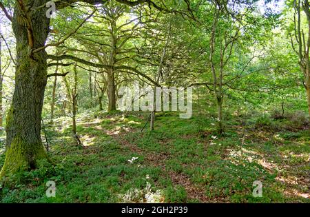 Una passeggiata attraverso i boschi - Kinnoull Hill Woodland Park - Perth. Scozia, Regno Unito. 17 luglio 2021 Foto Stock