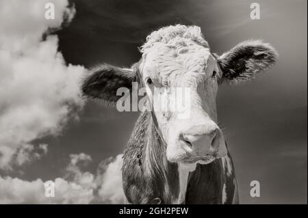 ritratto di mucca, primo piano in bianco e nero Foto Stock