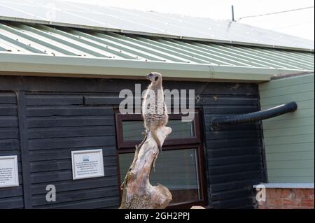 Captive Meerkat al Whitehouse Farm Centre, Morpeth, Northumberland Foto Stock