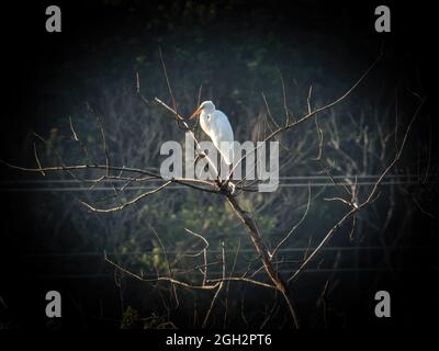 Egret in a Tree: Un uccello di egret arroccato sulla cima di un albero morto Foto Stock