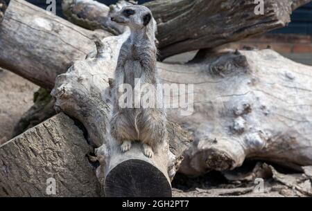 Captive Meerkat al Whitehouse Farm Centre, Morpeth, Northumberland Foto Stock