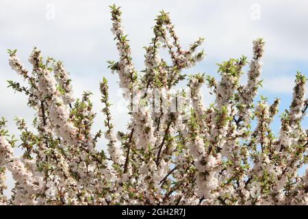 Petali bianchi di ciliegio Nanking (Prunus tomentosa) con foglie verdi Foto Stock