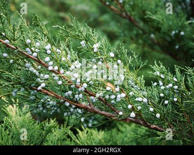 Aghi luminosi con ginepro di bacche blu biancastro Cossack. Protuberanze immature di Juniperus sabina. Savin per decorare qualsiasi giardino. Natura interessante Foto Stock