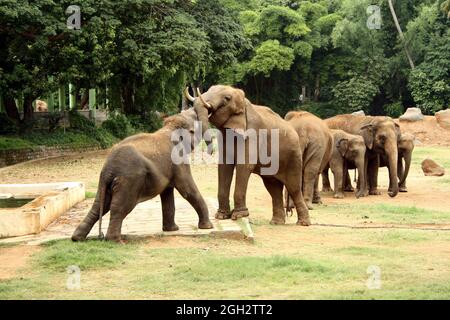 Elefanti che giocano nello zoo di Mysore Foto Stock