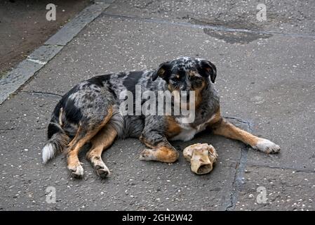 Cane e osso seduti sul marciapiede. Foto Stock