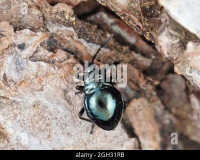 Ninfa di bug di piante bordate (Largus sp.) Foto Stock