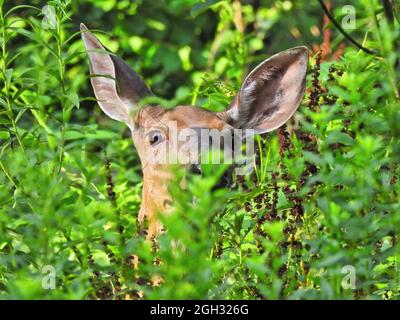Cervo in erba: Un cervo dalla coda bianca sbucciava la testa intorno all'erba alta e al fogliame della foresta Foto Stock