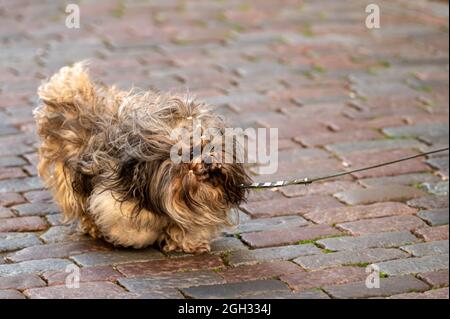 un piccolo cane soffice su un guinzaglio cammina lungo una strada acciottolata Foto Stock