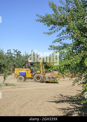 Farm Worker che trasporta albicocche Blenheim raccolte a Fruit Stand Foto Stock