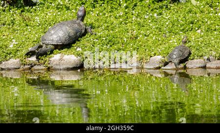 Genitore e bambino tartarughe a slitta dalle orecchie rosse sole che si bagnano vicino allo stagno. Contea di Santa Clara, California, Stati Uniti. Foto Stock