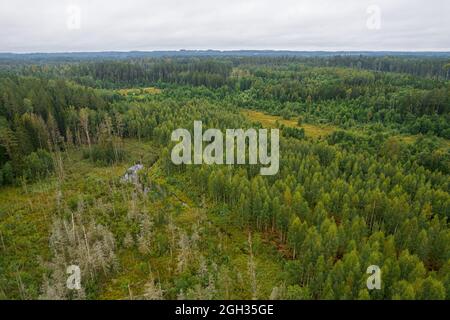 Vista aerea dal drone su paludi, pinoli secolari e giovani foreste di betulla in diversi colori come chiaro, verde scuro, smeraldo, giallo Foto Stock