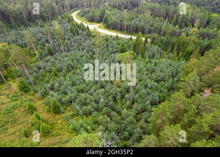 Vista aerea dal drone di idilliaca strada di campagna che conduce attraverso foreste gallanti di pino e betulla in diversi colori verdi in condizioni di pioggia nuvolosa Foto Stock
